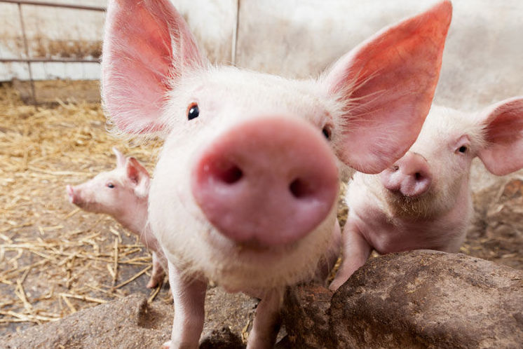 В Серебряных Прудах будут митинговать против мегасвинарника В Серебряных Прудах будут митинговать против мегасвинарника
