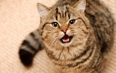 Pinky The Cat