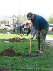 Посадка деревьев