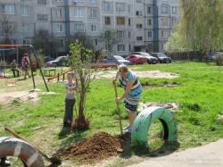 Посадка деревьев
