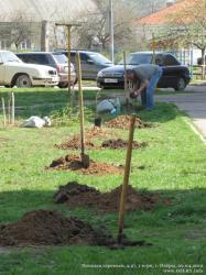 Посадка деревьев