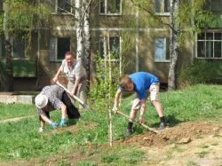Посадка деревьев