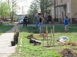 Посадка деревьев