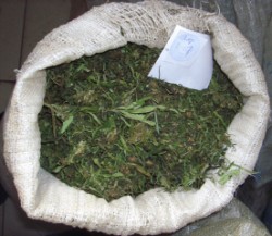 1,2 кг марихуаны обнаружено на границе Озёрского района 1,2 кг марихуаны обнаружено на границе Озёрского района
