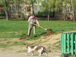 Посадка деревьев