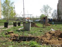 Посадка деревьев