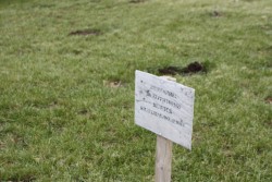 По ночам у администрации пропадают розы По ночам у администрации пропадают розы