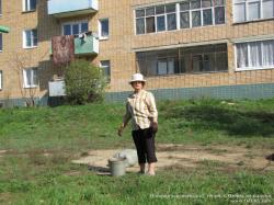 Посадка деревьев