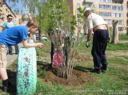 Посадка деревьев