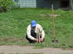 Посадка деревьев