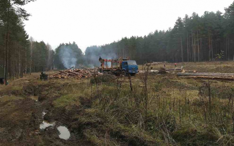 Сотни деревьев вырубает РЖД в Озёрах 