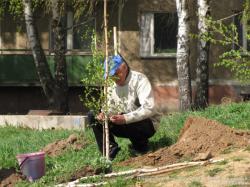 Посадка деревьев