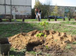 Посадка деревьев