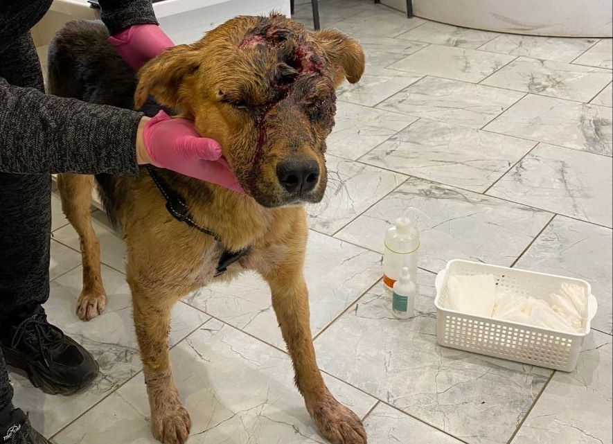 Обработка ран в клинике Павла Злобина Коломна Обработка ран в клинике Павла Злобина Коломна