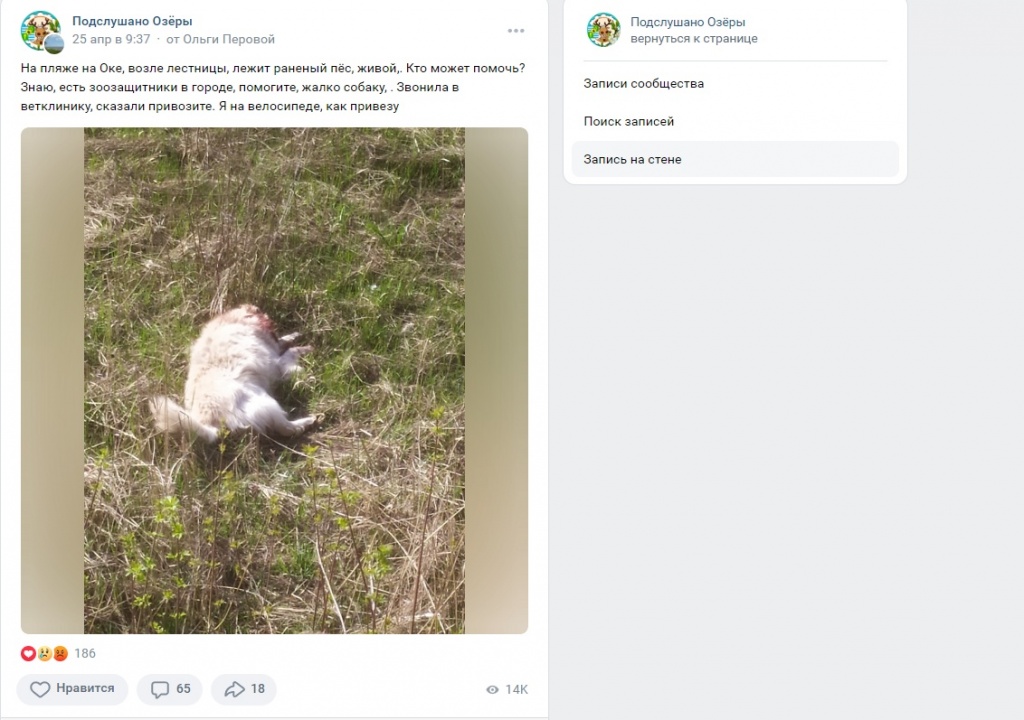 Погибший на пляже у Оки пес Погибший на пляже у Оки пес