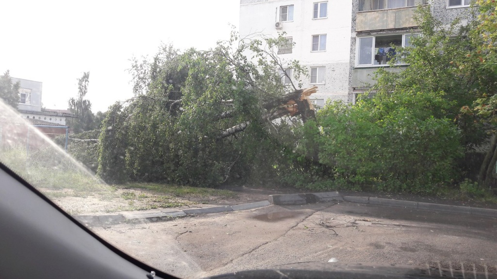 Поваленное дерево во втором микрорайоне Поваленное дерево во втором микрорайоне