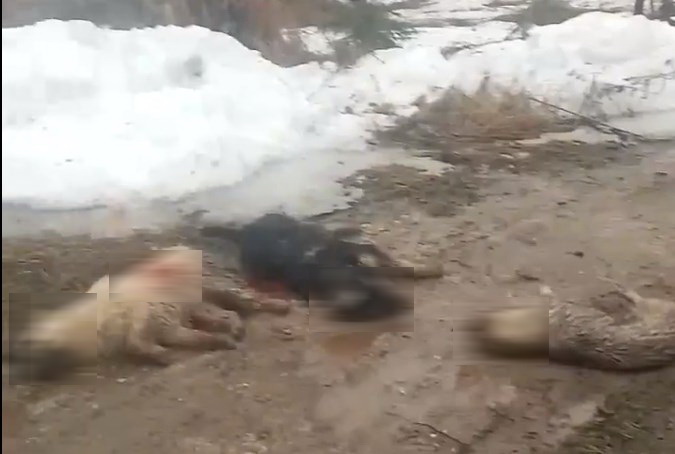 Тела трех расстрелянных собак Бояркино 26 марта 2023 года